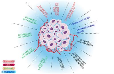 The role of CircRNA/miRNA/mRNA axis in breast cancer drug resistance